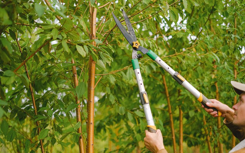 Tree trimming in Stanfield, OR